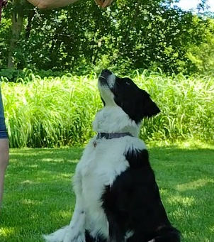 Impulse Control Dog Training Games