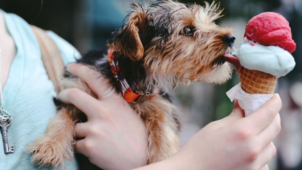 dog licking ice cream cone