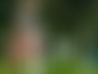 Common Dog Training Mistakes