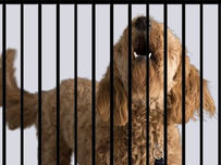 Using A Dog Crate for Separation Anxiety?