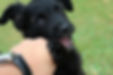 Puppy biting fingers