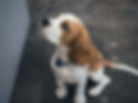 beagle pup by door