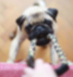 puppy grabbing on to toy