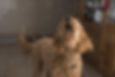 doodle barking in kitchen