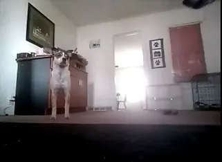 dog being viewed on remote camera