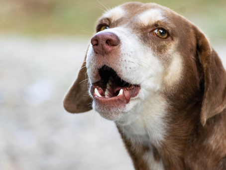 Training Dogs Not to Alert Bark