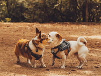 How To Read A Dog's Body Language