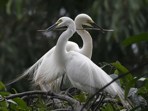 The week in wildlife – in pictures