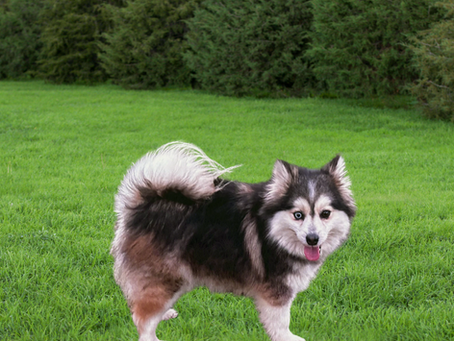 How to Potty Train Your Pomsky Puppy: A Step-by-Step Guide
