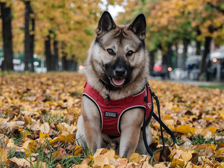 Dogecoin: A Safer Bet for Investing Compared to the Lottery or Super Bowl Bets