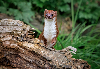 Weasel (Mustela nivalis) 2 _edited.png