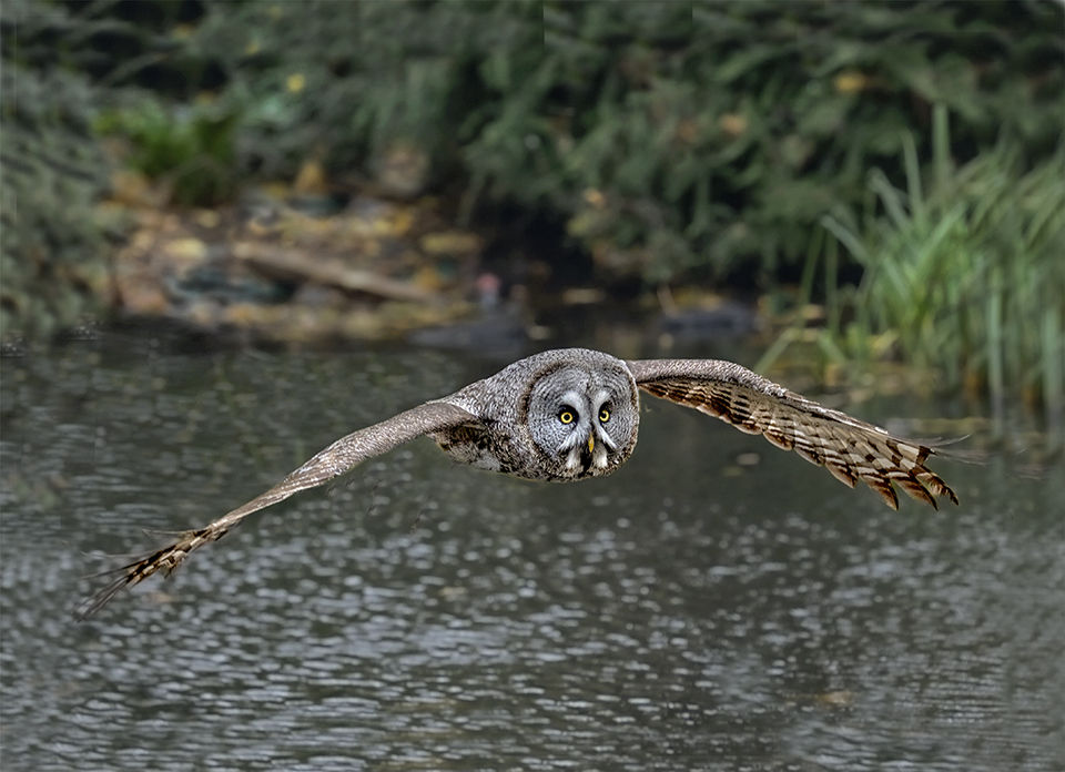 Great Grey Owl, silently hunting