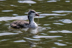 Young Coot
