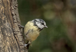 Great Tit (Parus major), juvenile