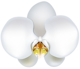 white-orchid-clipart-1.jpeg