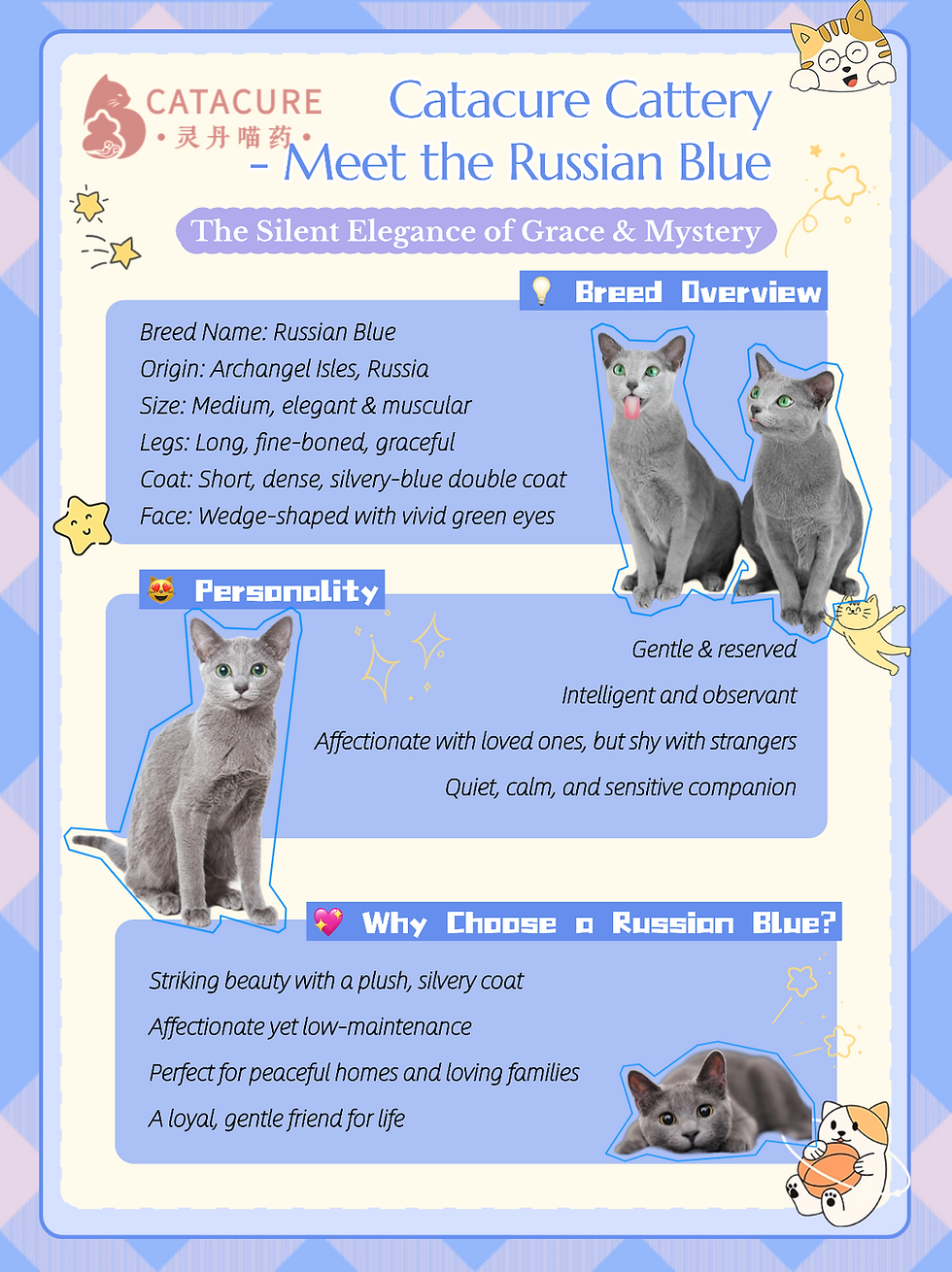 Russian Blue Breed