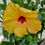 Miniature : Hibiscus
