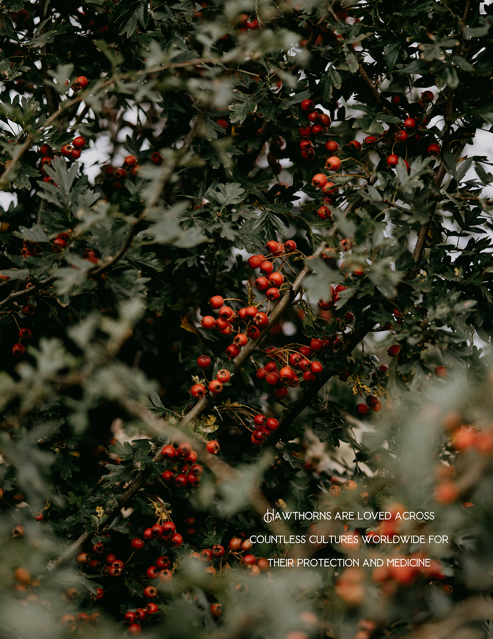 Thumbnail: Seasonal Grimoire | Interactive Digital PDF Download