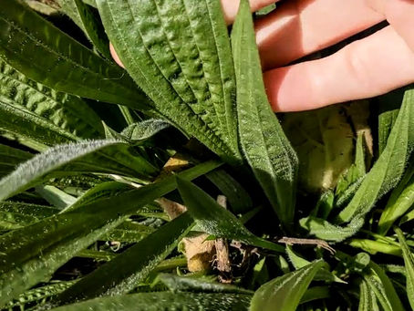 Kitchen Alchemy: 3 Simple Recipes to Spring into Spring