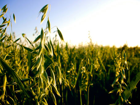 Rewiring Resilience: Herbs and the HPA Axis (and Why Adaptogen Hacking Fails)