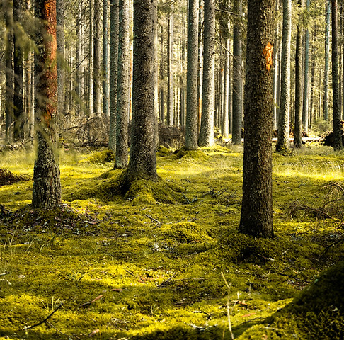 Rustig natuurlandschap, kenmerkend voor de werksfeer in de praktijk
