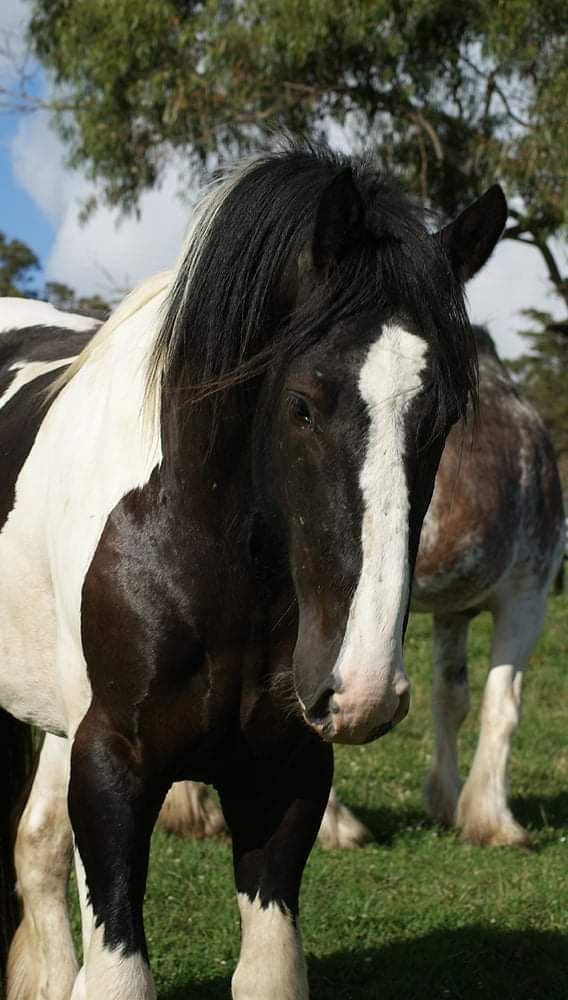 Thumbnail: Pure Meadows Galileo
