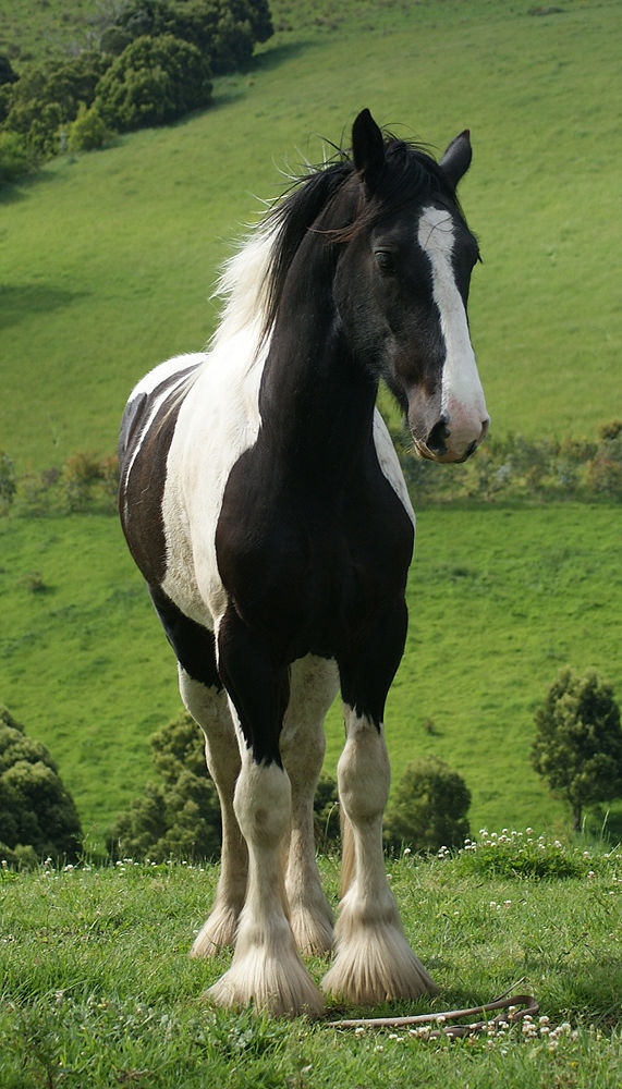 Thumbnail: Pure Meadows Galileo