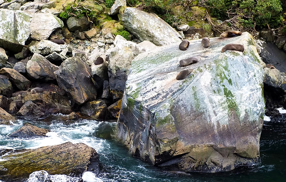 Seals bask on sunlit rocks, silent sentinels of the fjord.