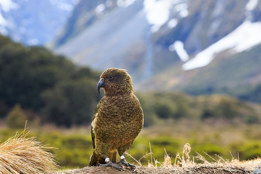 The Kea parrot, an endemic and protected species of New Zealand, has an estimated population of 5,000 individuals.