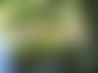 ARBORIȘUL TAITUA DIN HAMILTON