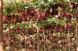 Importateur en France de raisins