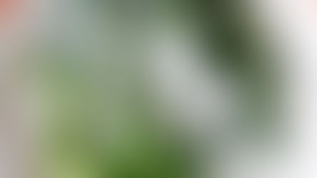 Liseron d'eau lait de coco