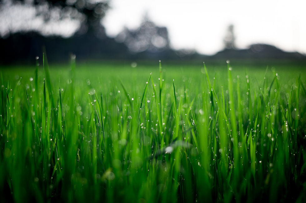dew on blades of grass