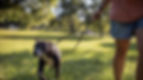 Dog_on_leash_pulling_away_from_owner_in_a_park_apis-law.jpg