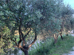 Olio di Oliva EVO DOP