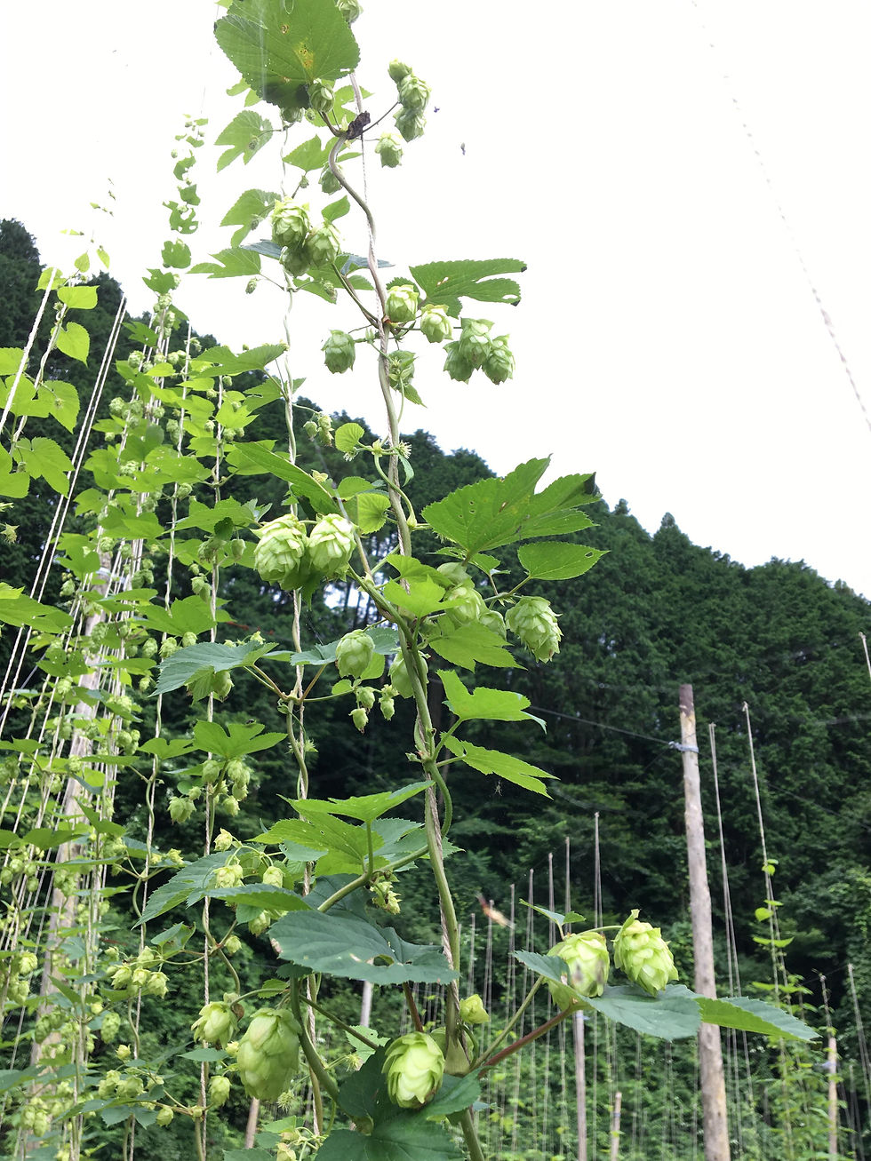 智頭の自然栽培ホップ
