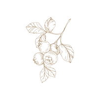 Copy of Untitled Design (10).png
