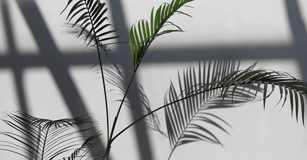 House Plant_edited.jpg