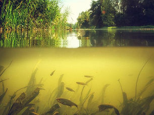 Post: When Lower Toxicity Becomes a Strategic Advantage