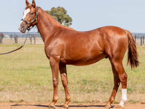 Lot 91 – USED TO ME FRA x MY SERENE QUEEN NZ Colt