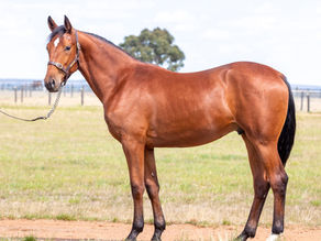 Lot 195 – USED TO ME FRA x ABITOFMAGIC (Sundon US) Colt
