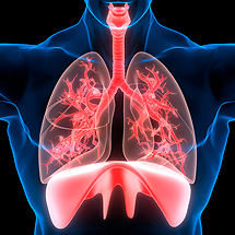 Thumb-Respiratory and Pulmonary.png