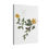 Thumbnail: Gallery Canvas - 12160417