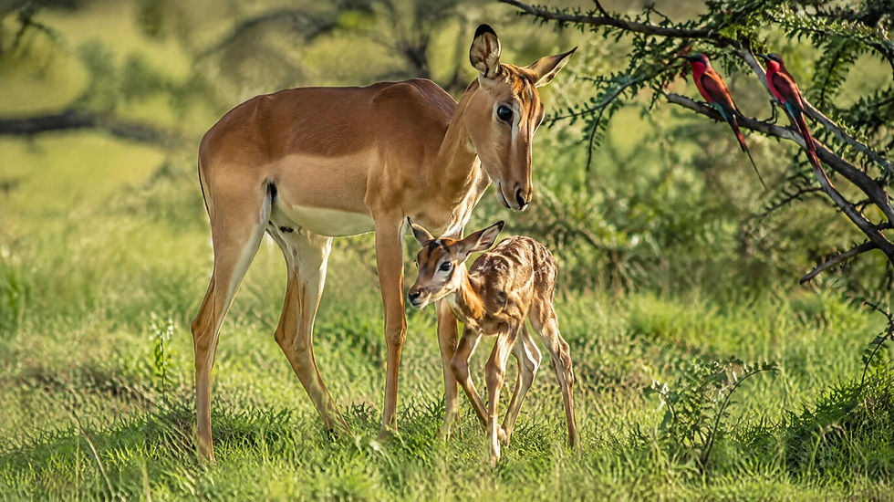 Jeune faon impala nouveau-né faisant ses premiers pas dans l'herbe tendre de la réserve de Moremi au Botswana en novembre.