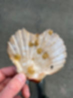Spat on Shell