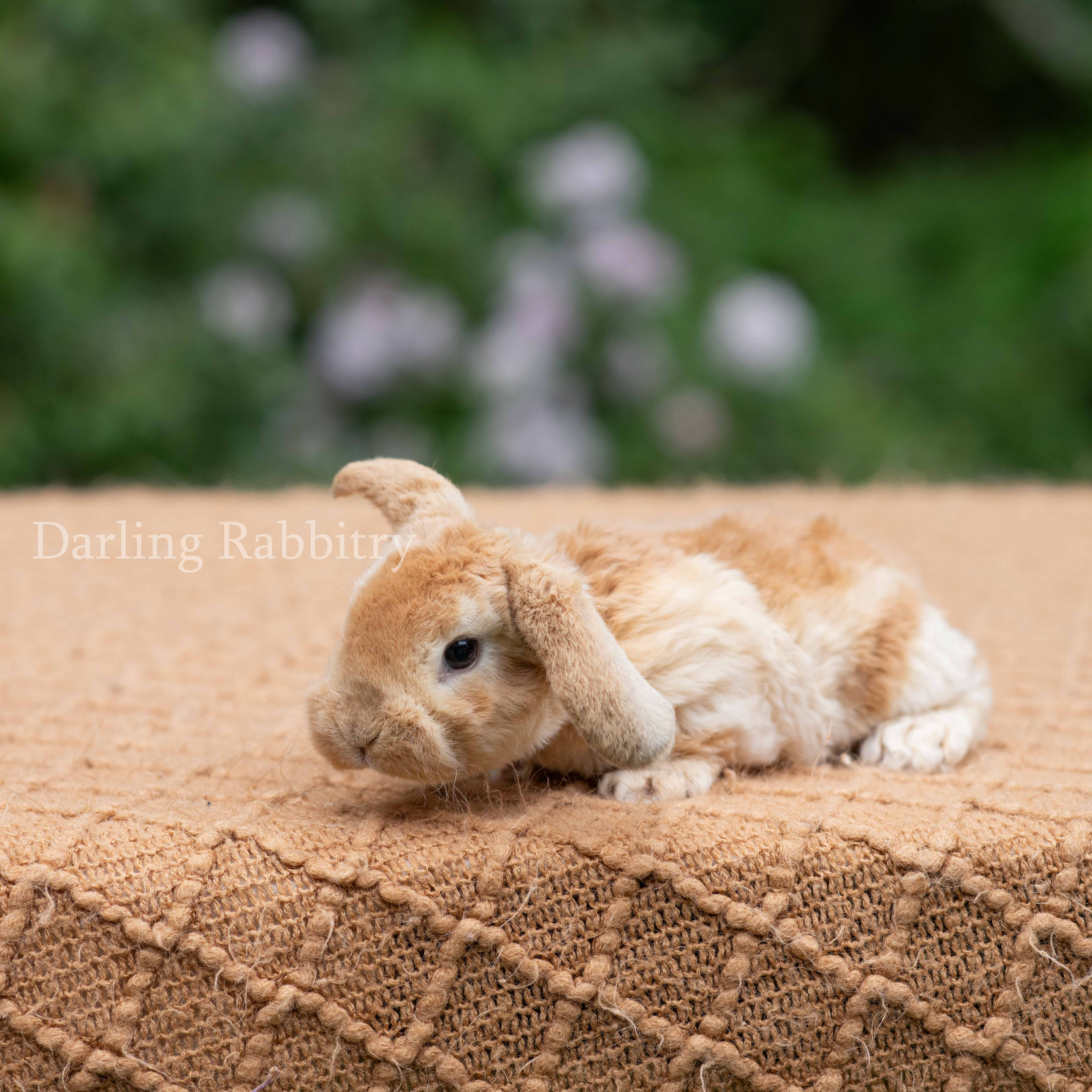 Darling's Cami Cherry Blossom. Mini Plush Lop doe.