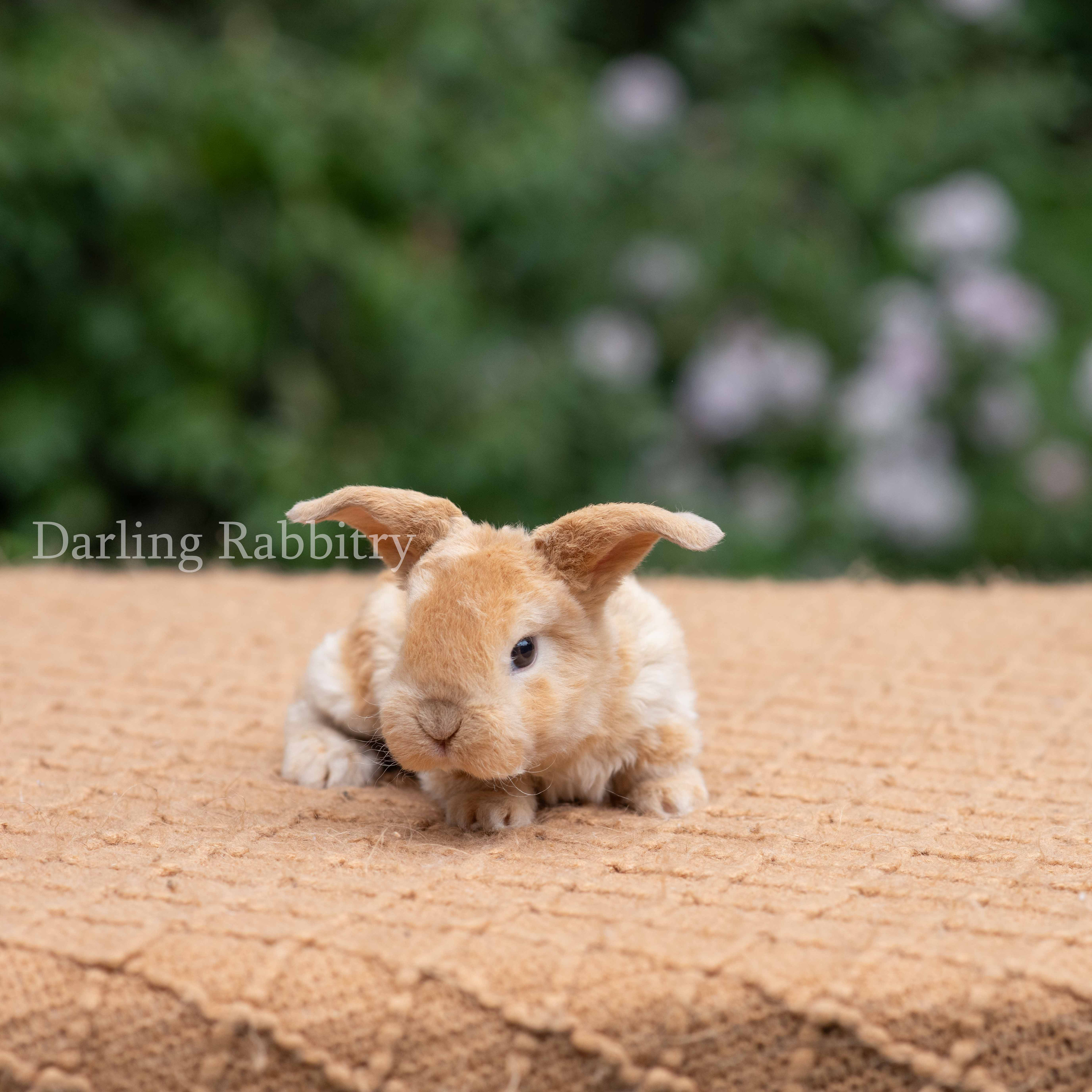 Darling's Currant Cory. Mini Plush Lop Buck