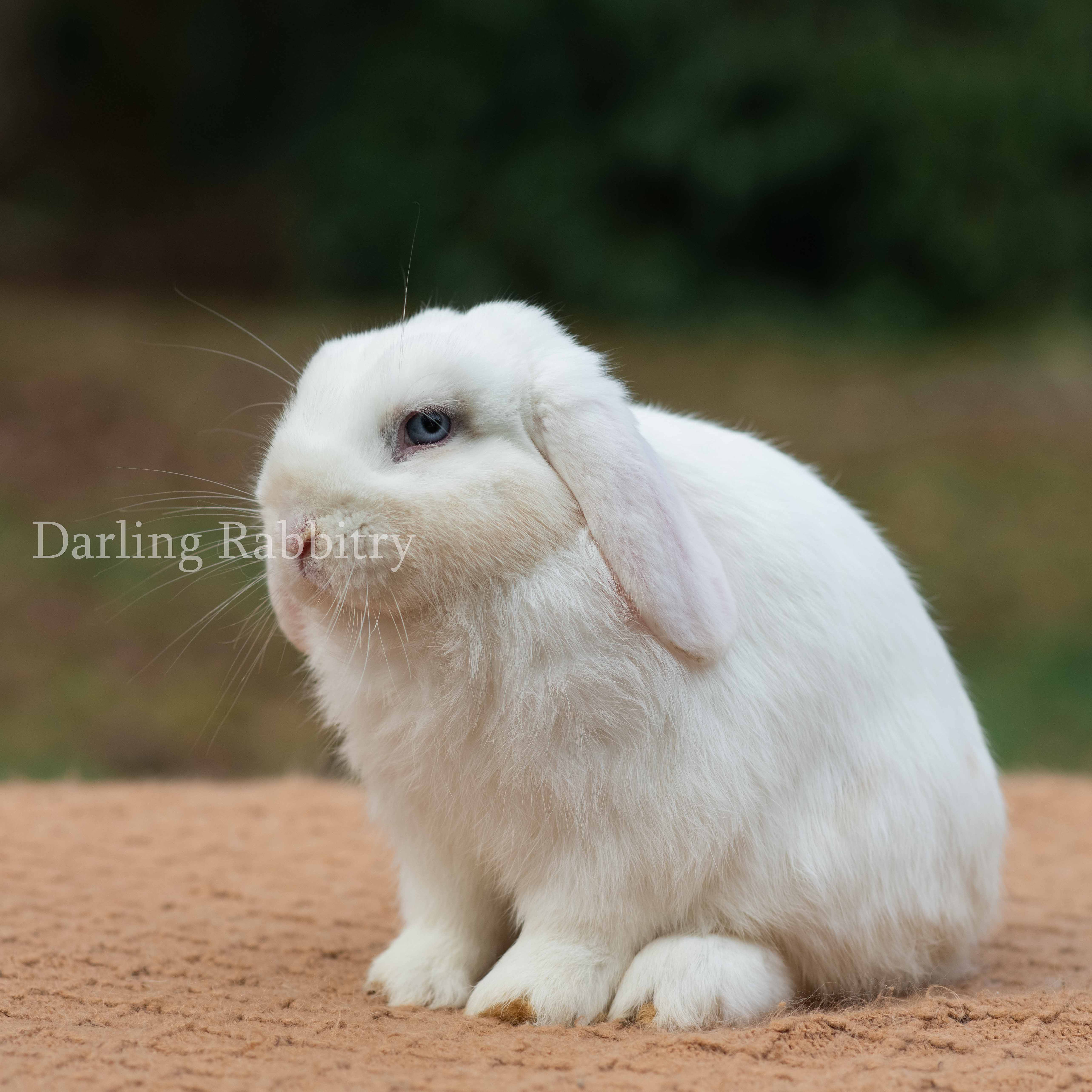 Darling's Chamomile Murphy. Holland Lop Buck