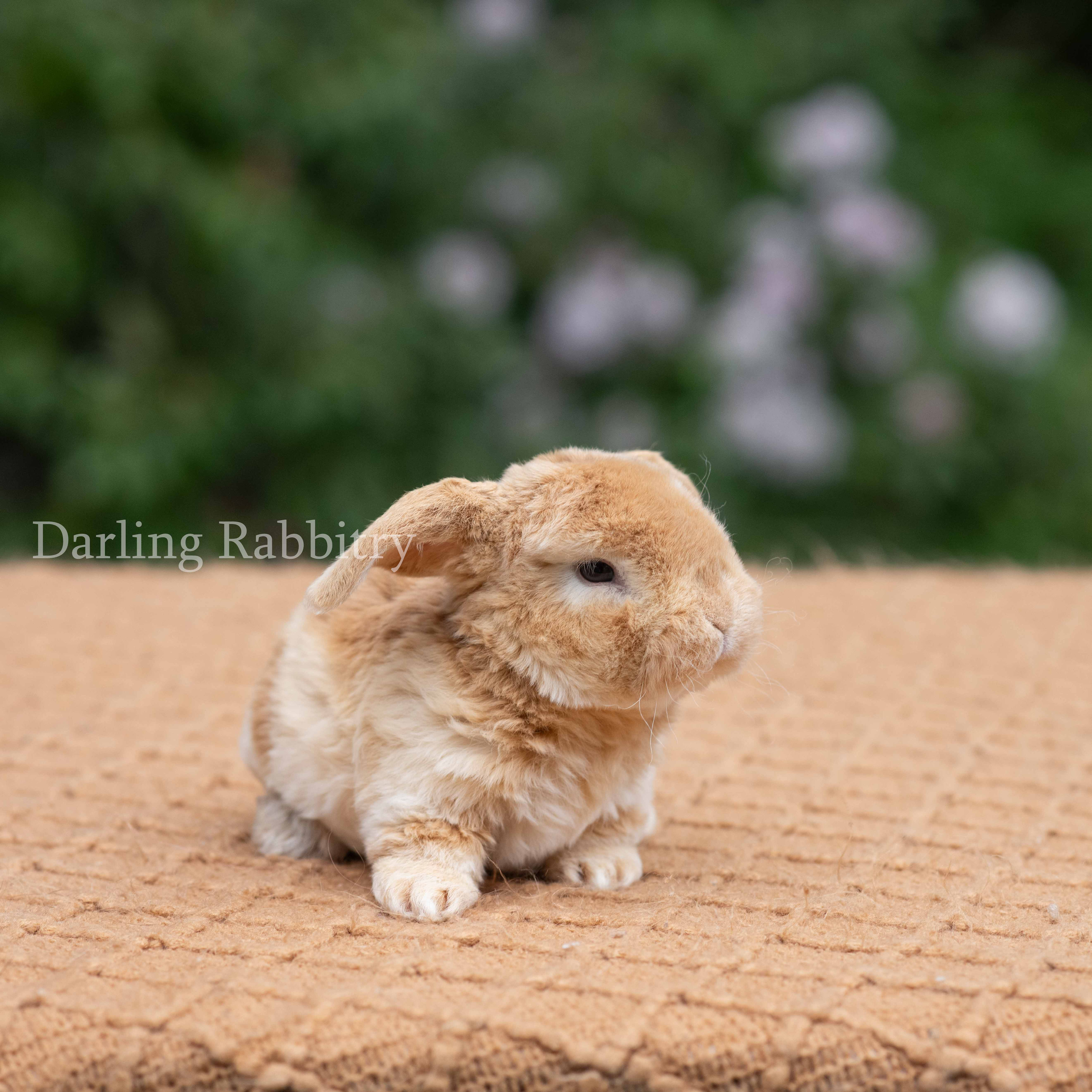 Darling's Trillium Tess. Mini Plush Lop Doe