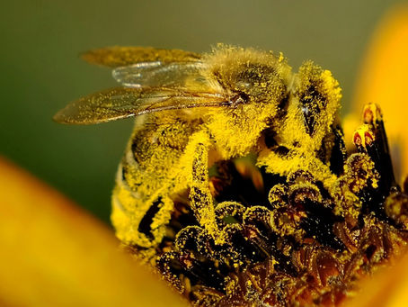 Stress-Free Series: When Allergies Slow You Down, Rethinking Priorities